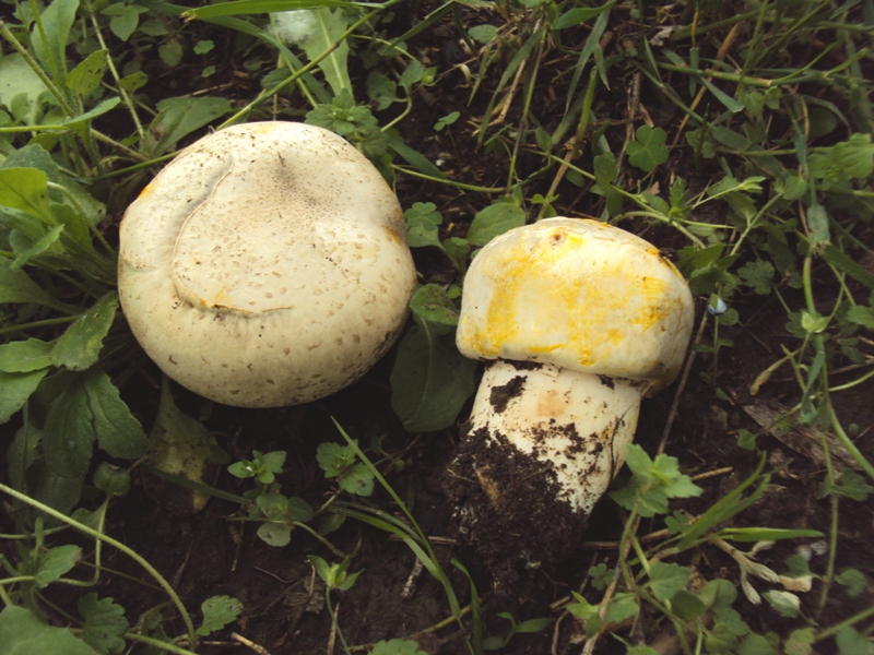 Agaricus nel parco