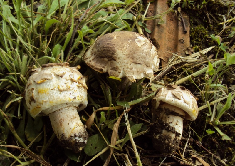 sempre agaricus Pilatianus... credo!