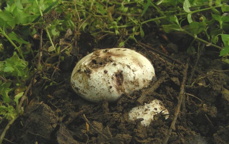 ancora Agaricus