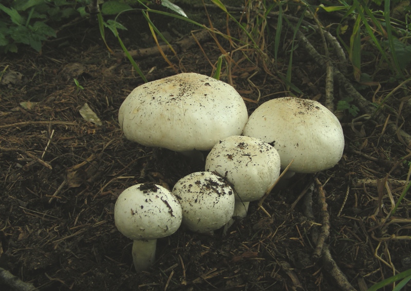 Agaricus forse sylvicola