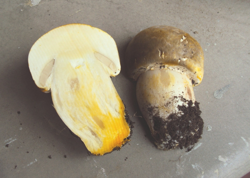 Agaricus nel parco