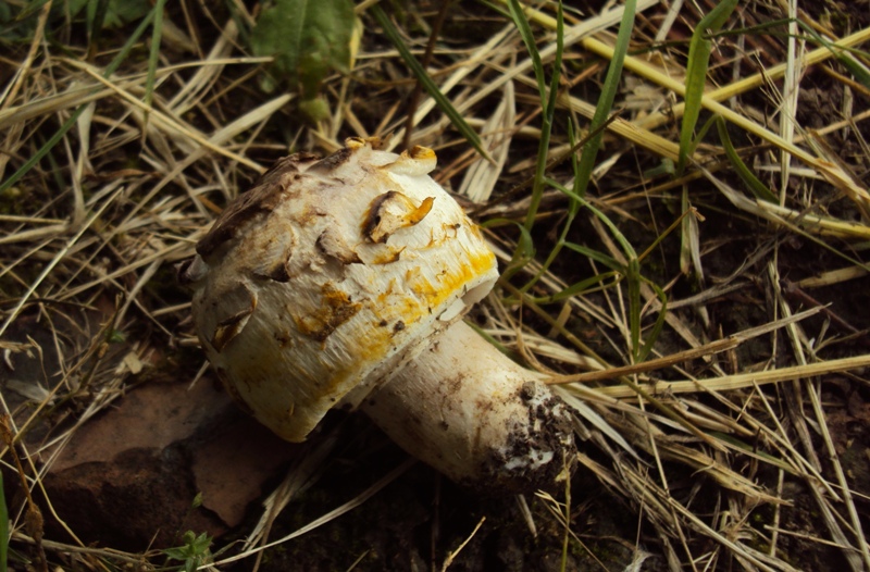 sempre agaricus Pilatianus... credo!