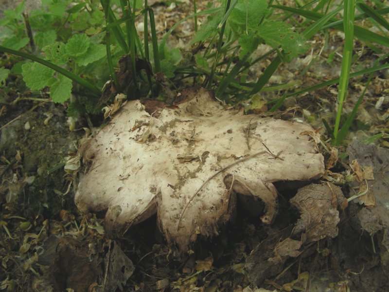 ancora Agaricus