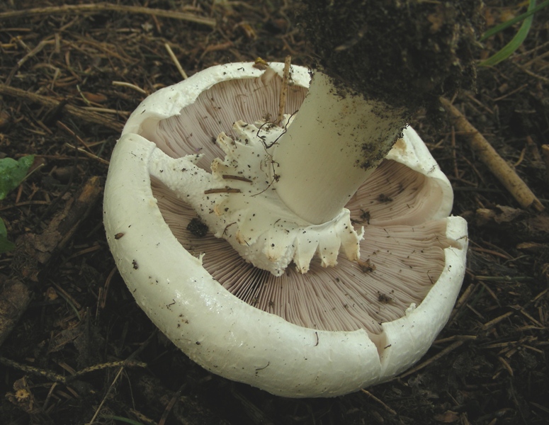 Agaricus forse sylvicola