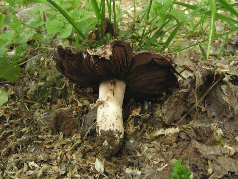 ancora Agaricus