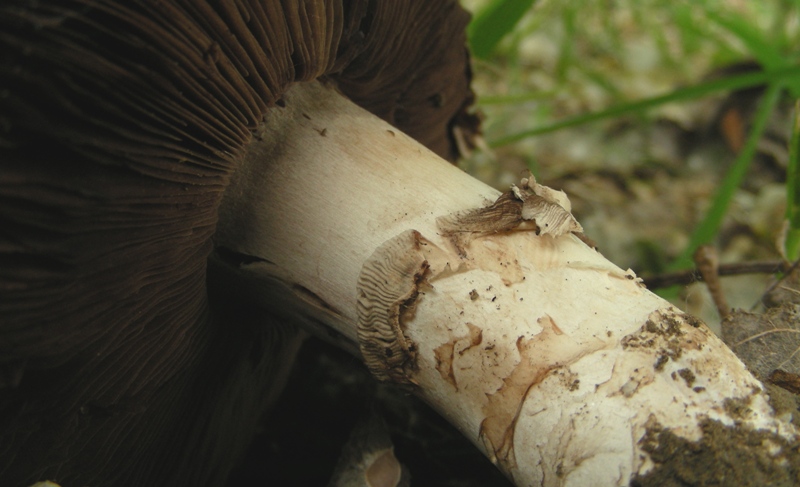 ancora Agaricus
