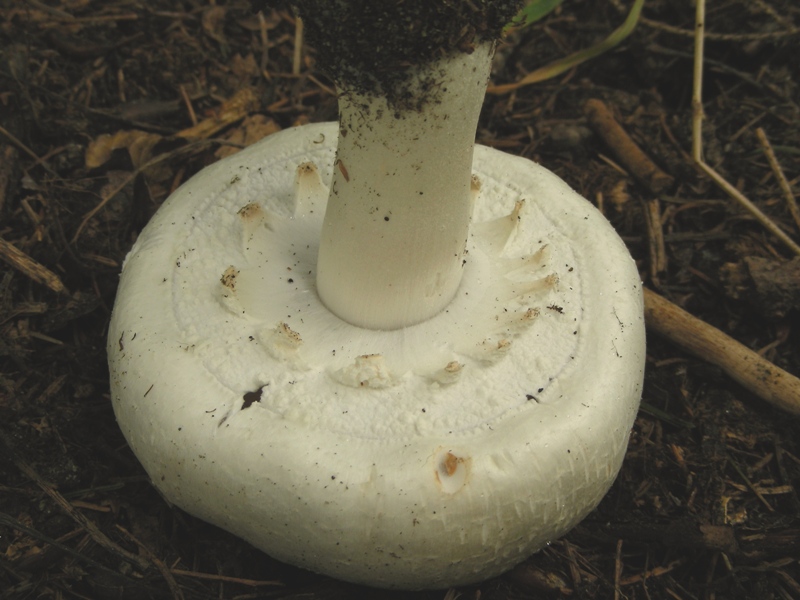 Agaricus forse sylvicola