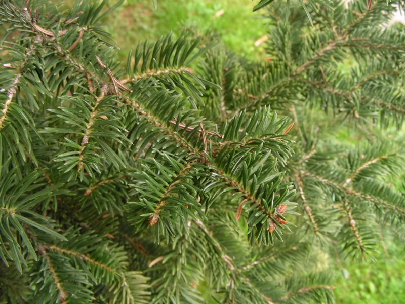 Eccezione alla regola...Abies o Pseudotsuga sp.