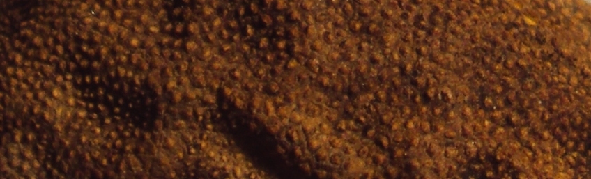 Il quiz dei girasoli