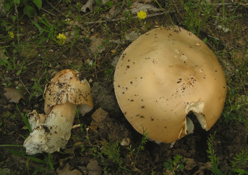 Amanita dal bolognese