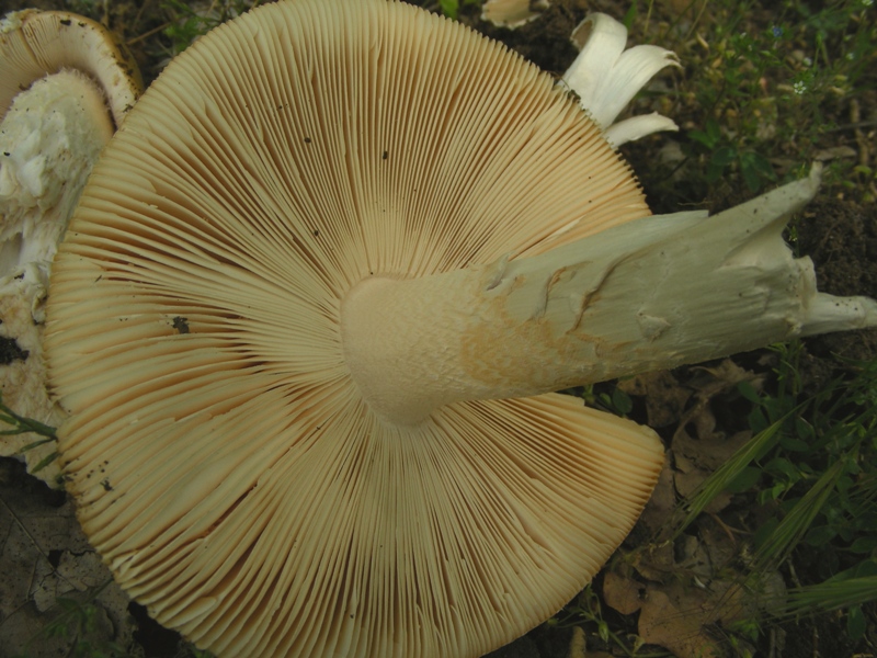 Amanita dal bolognese