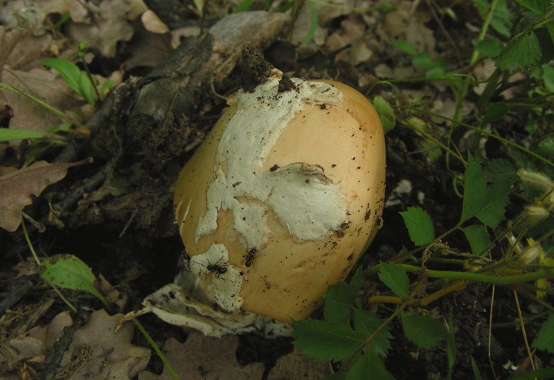 Amanita dal bolognese