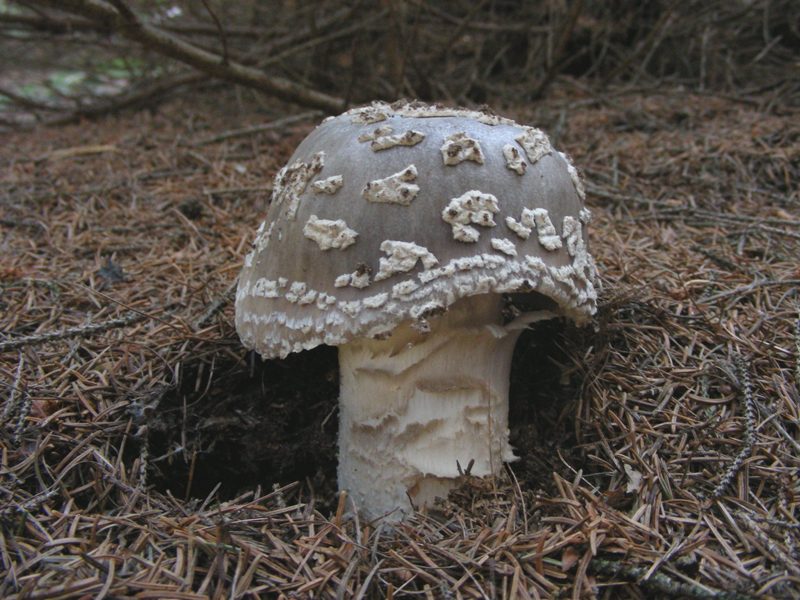 Amanita fotog. il 30.06.09.