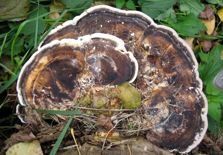 Aphyllophorales su pioppo (Lenzites warnieri)