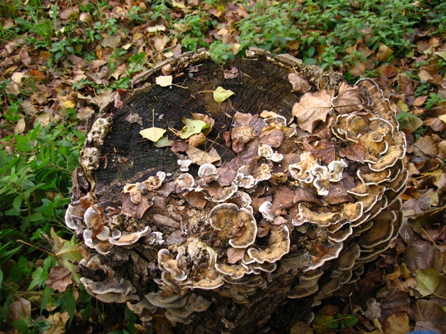da determinare (Bjerkandera adusta)