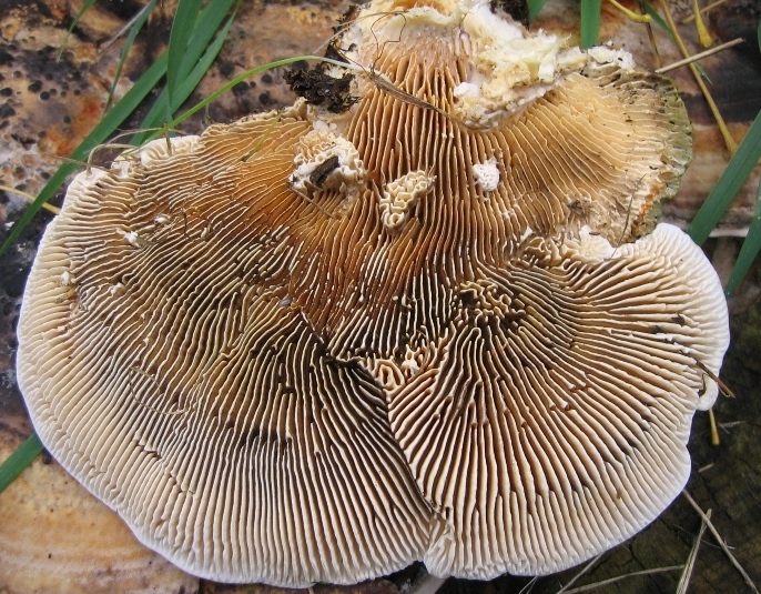 Aphyllophorales su pioppo (Lenzites warnieri)