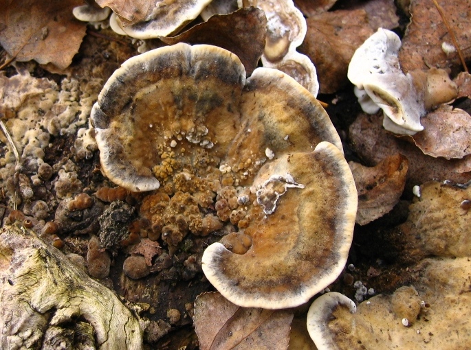 da determinare (Bjerkandera adusta)