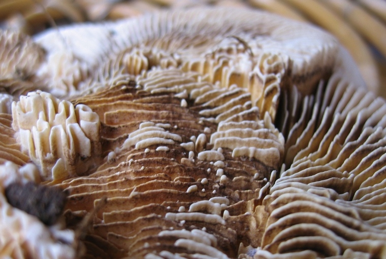 Aphyllophorales su pioppo (Lenzites warnieri)