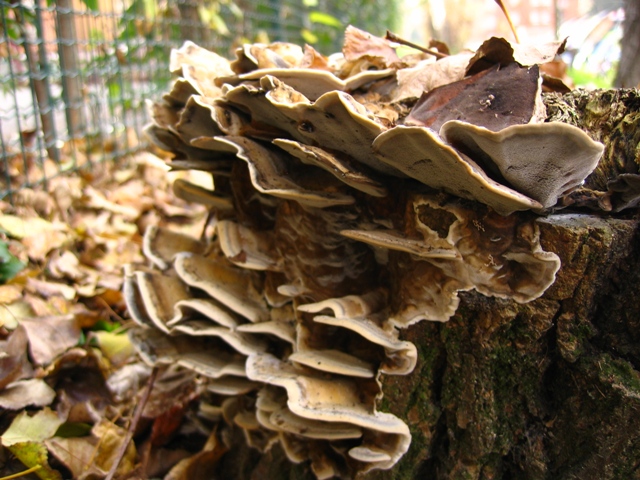 da determinare (Bjerkandera adusta)