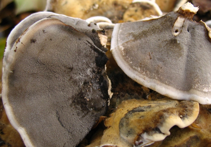 da determinare (Bjerkandera adusta)
