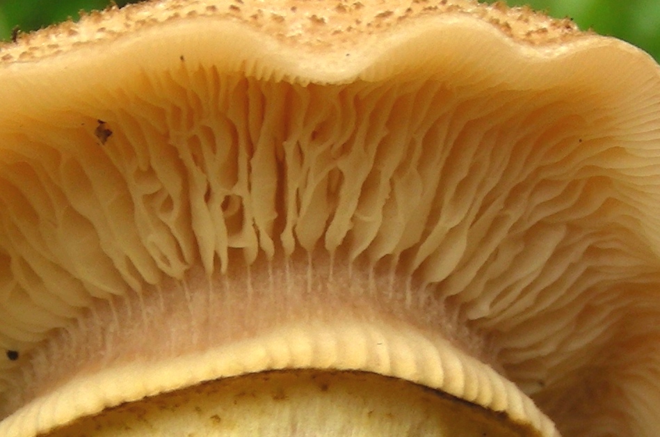 Strana Armillaria
