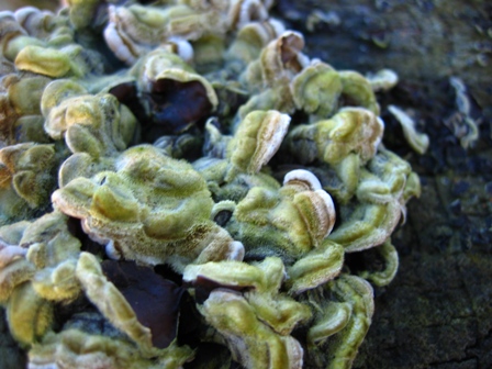 Fungo da determinare 2