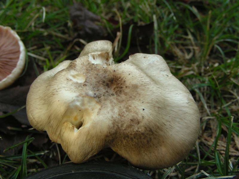 Ancora lavoro per Ennio