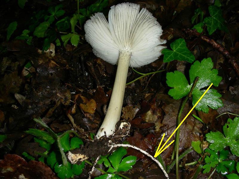 Megacollybia platyphylla?fotog.il 7.05.2010.