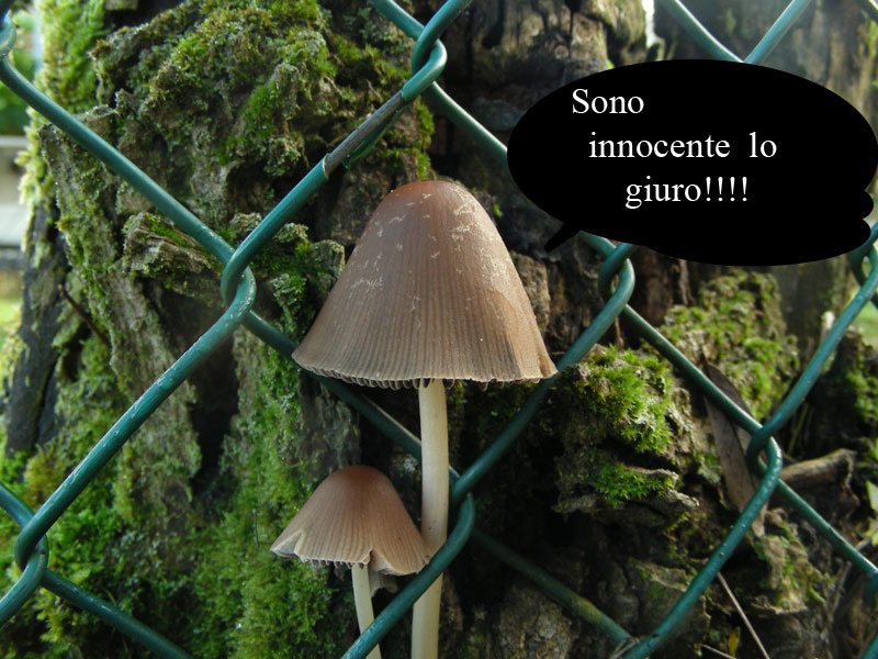 Funghi what a love