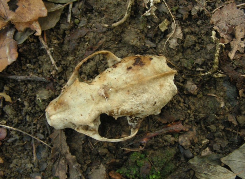 Cranio di predatore