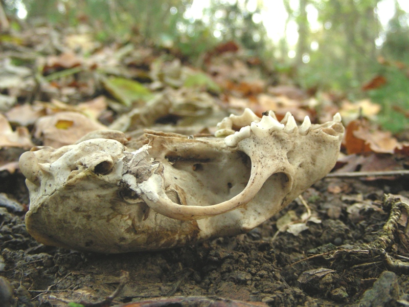 Cranio di predatore