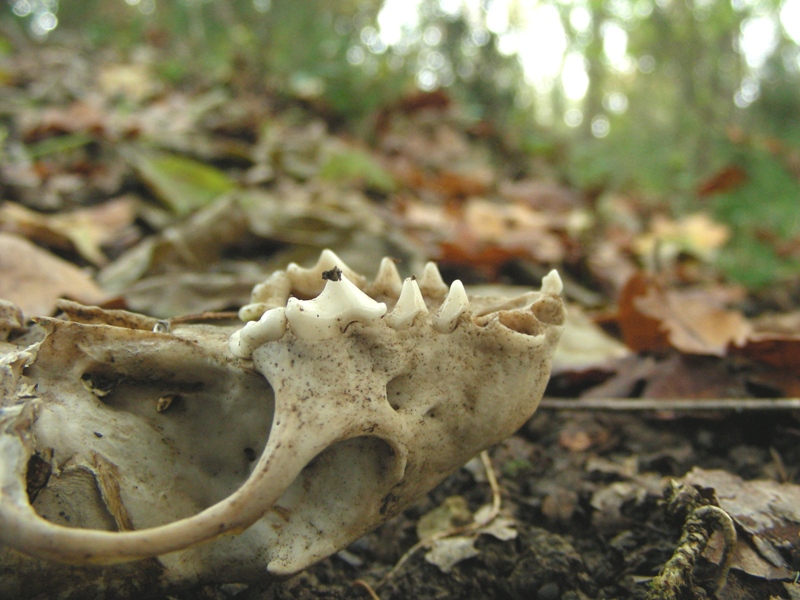 Cranio di predatore