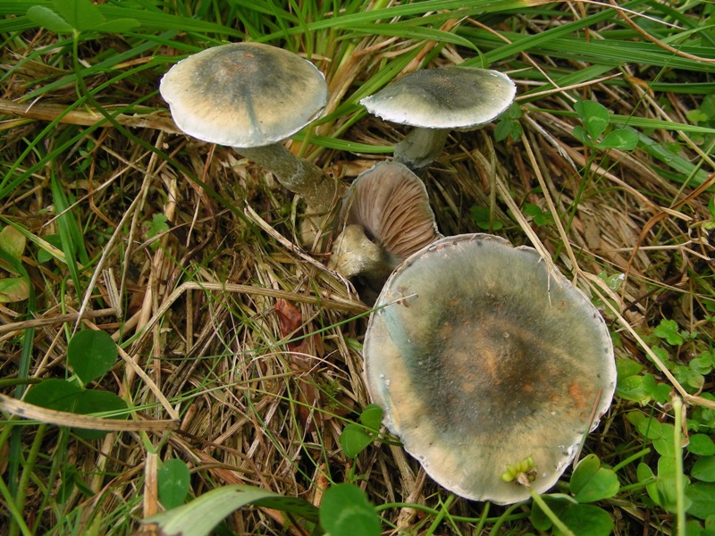 Stropharia caerulea (= S. cyanea sensu Orton)