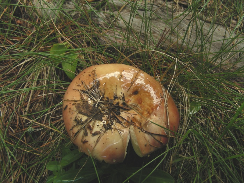 Qualche russula