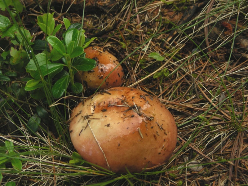 Qualche russula