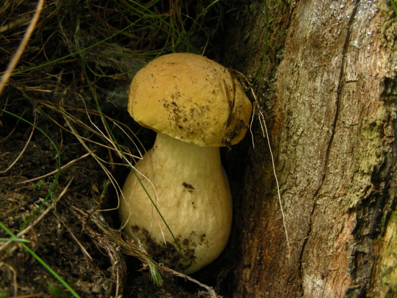 Tylopilus felleus fotog. il 26.05.09.