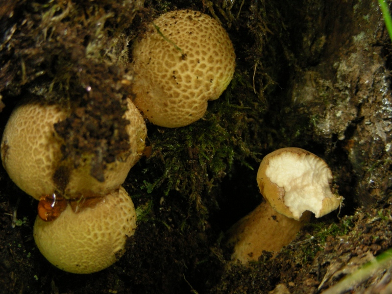 Tylopilus felleus fotog. il 26.05.09.