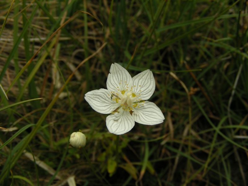 Parnassia palustris / Parnassia