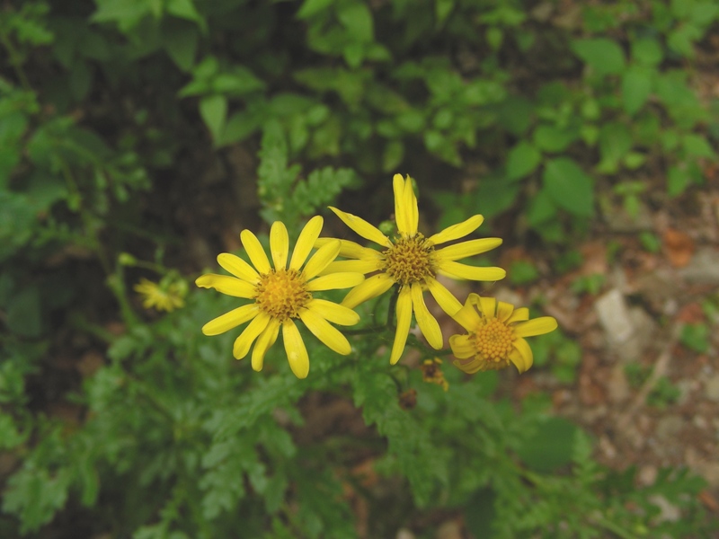 composita trentina - Senecio sp.