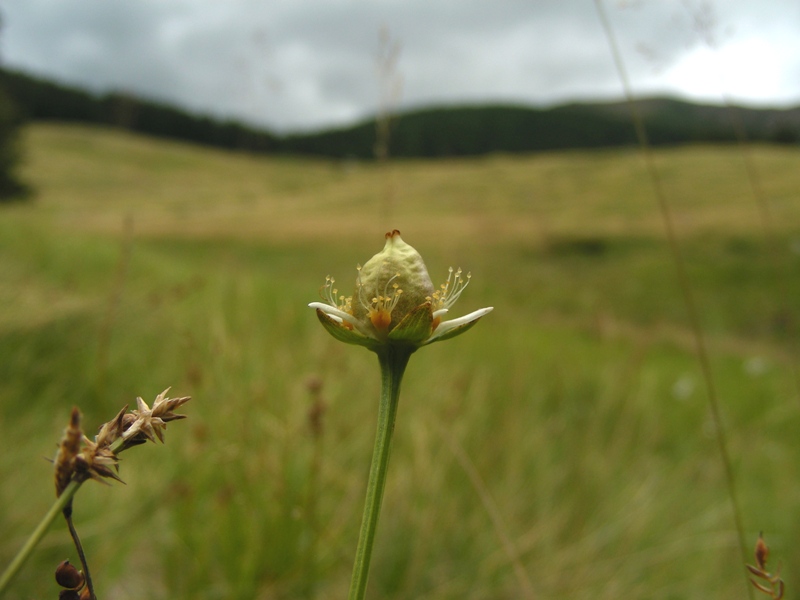 Parnassia palustris / Parnassia