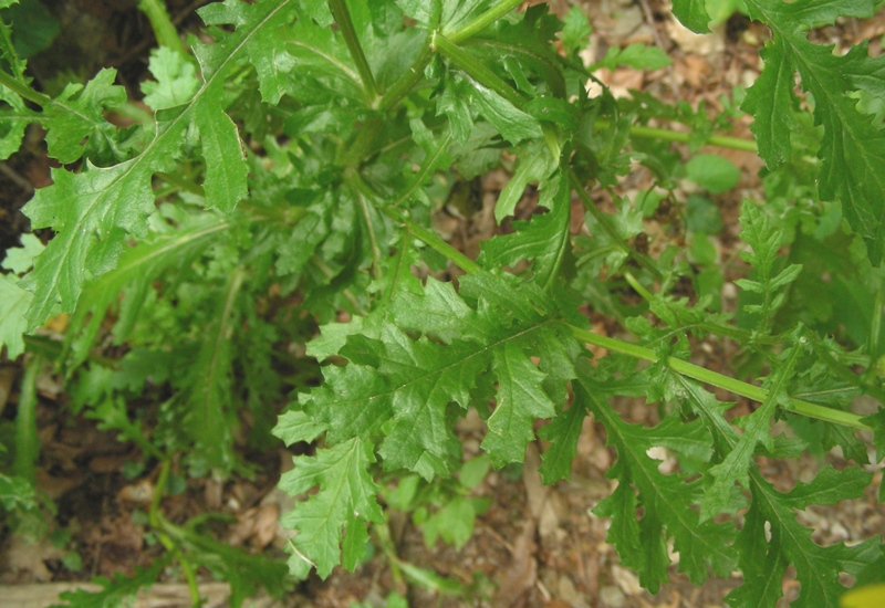composita trentina - Senecio sp.