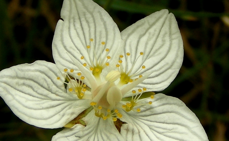 Parnassia palustris / Parnassia