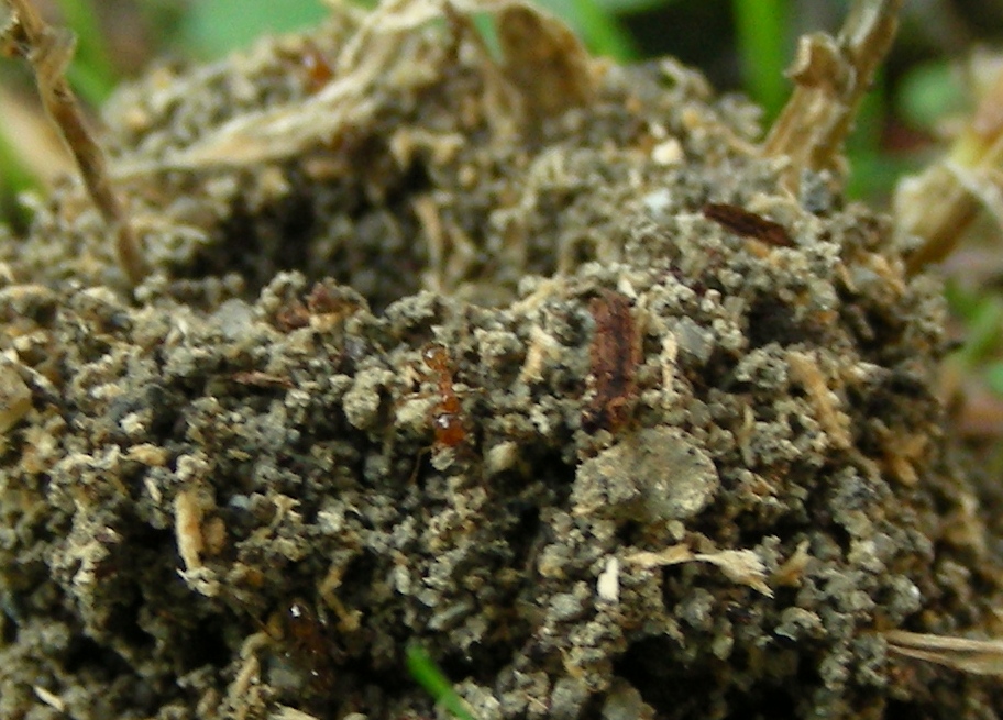 strutture esterne di formicaio:  Pheidole pallidula