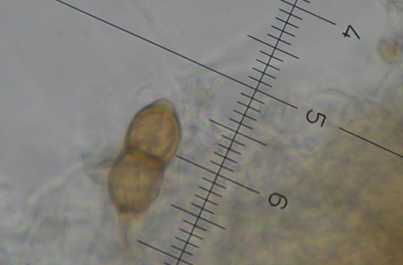 Micro di Ganoderma resinaceum