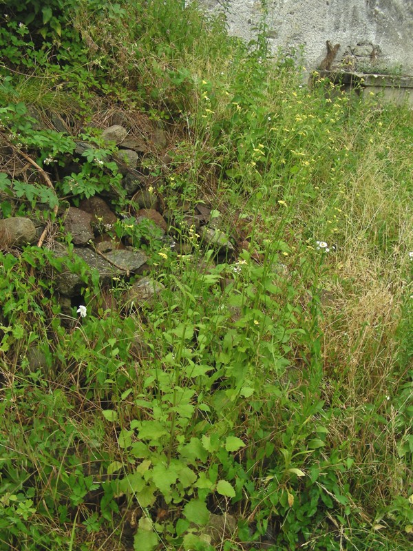 Lapsana communis / Lassana comune