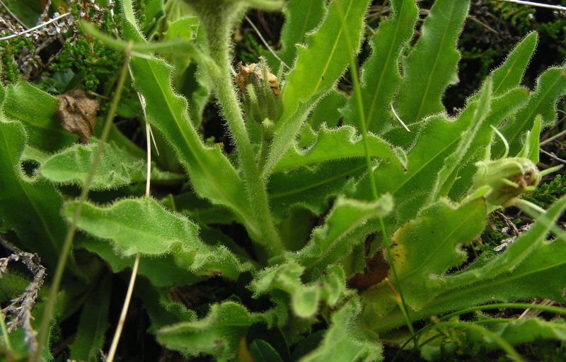 Composita gialla - hieracium