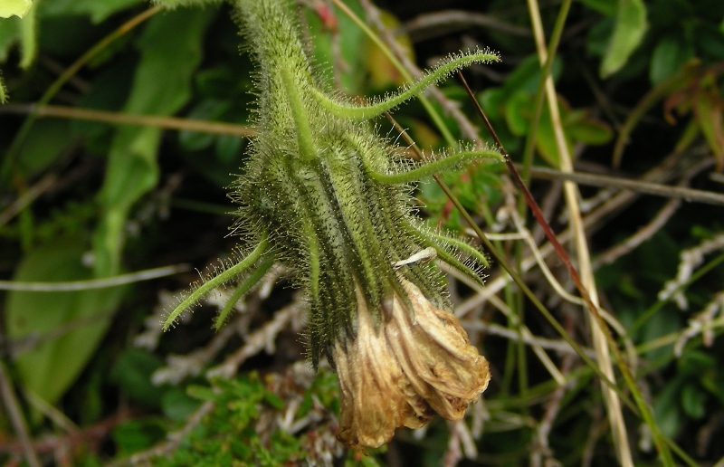 Composita gialla - hieracium