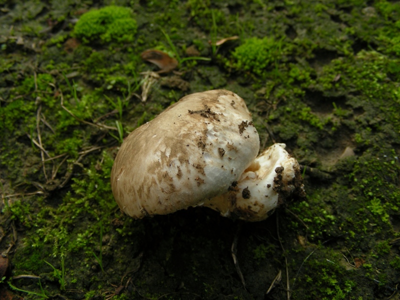 Ancora lavoro per Ennio