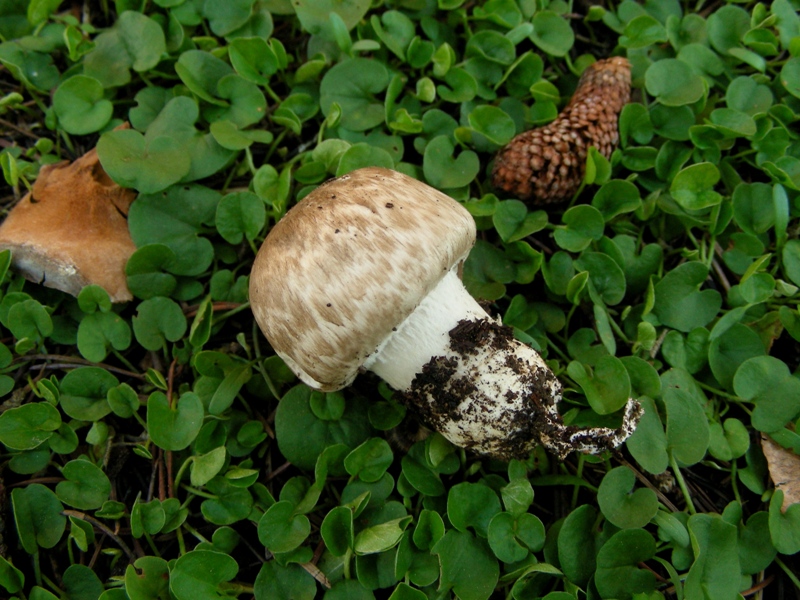 Ancora lavoro per Ennio