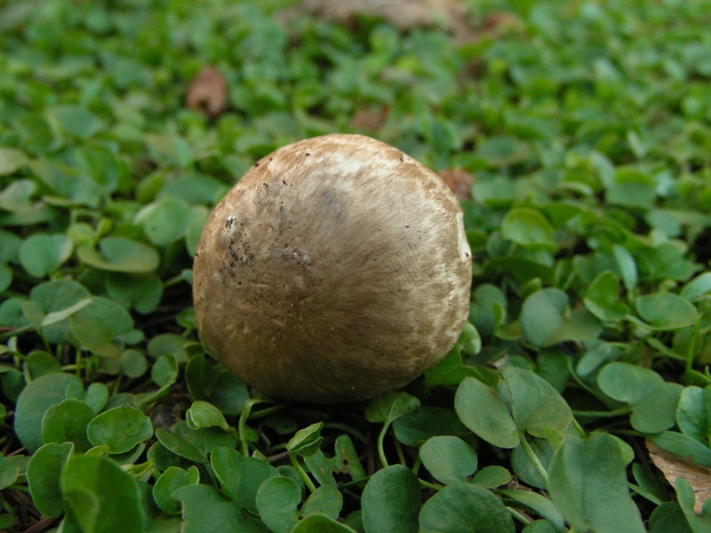 Ancora lavoro per Ennio